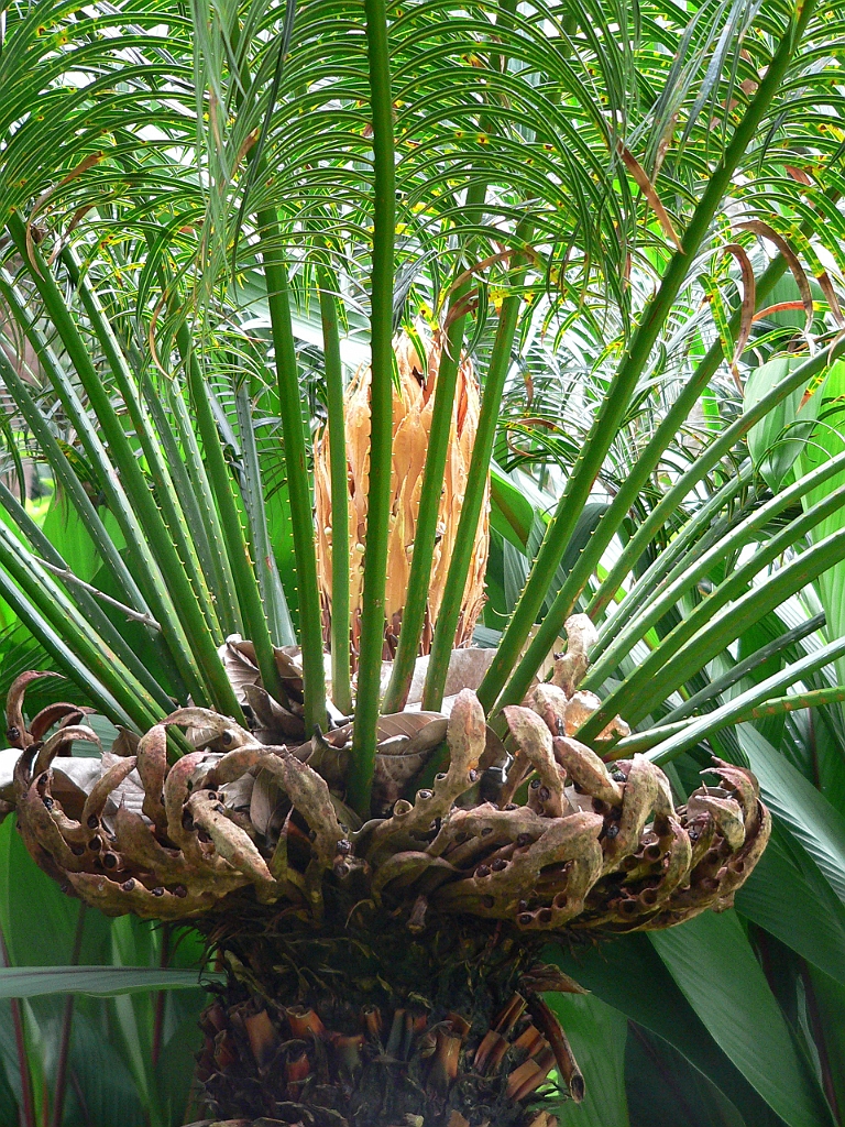 104 Cairns Botanic Gardens.jpg